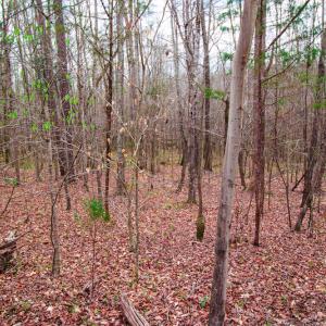 Photo #11 of SOLD property in Off Oak Tree Lane , Henderson, NC 2.7 acres