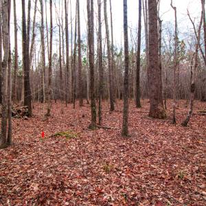 Photo #6 of SOLD property in Off Oak Tree Lane , Henderson, NC 2.7 acres