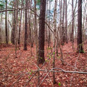 Photo #10 of SOLD property in Off Oak Tree Lane , Henderson, NC 2.7 acres