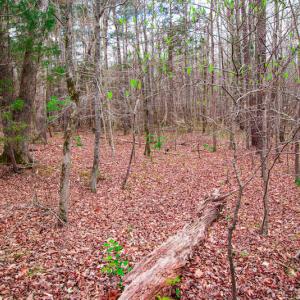Photo #11 of SOLD property in Off Oak Tree Lane , Henderson, NC 2.7 acres