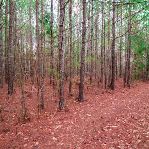 Photo #2 of SOLD property in Off Oak Tree Lane , Henderson, NC 2.7 acres