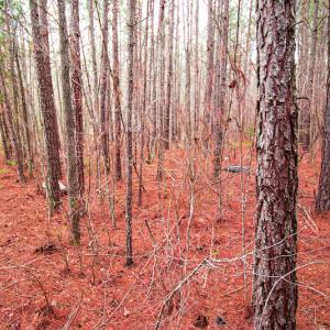Photo #3 of SOLD property in Off Oak Tree Lane , Henderson, NC 2.7 acres