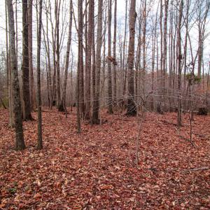 Photo #5 of SOLD property in Off Oak Tree Lane , Henderson, NC 2.7 acres
