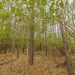 Photo #28 of Off Bailey Road , Fairmont, NC 29.0 acres