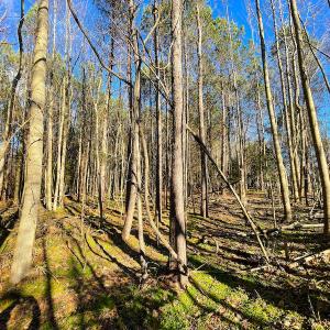 Photo #15 of SOLD property in 7362 Colonial Trail East, Surry, VA 23883 / Surry County, Surry, VA 22.4 acres