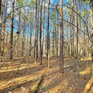 Photo #16 of SOLD property in 7362 Colonial Trail East, Surry, VA 23883 / Surry County, Surry, VA 22.4 acres