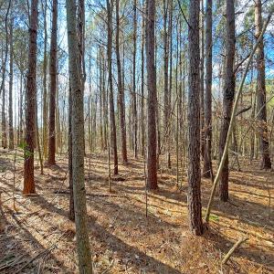 Photo #17 of SOLD property in 7362 Colonial Trail East, Surry, VA 23883 / Surry County, Surry, VA 22.4 acres
