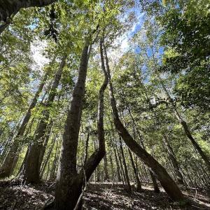 Photo #10 of SOLD property in Off Lunbar Court, Kittrell, NC 65.7 acres