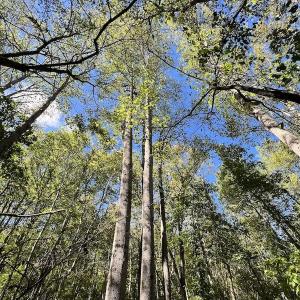 Photo #14 of SOLD property in Off Lunbar Court, Kittrell, NC 65.7 acres