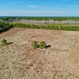Photo #14 of SOLD property in 4345 Shiloh Rd, Watha, NC 75.0 acres