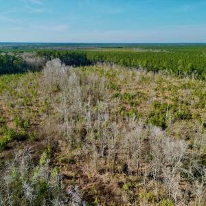 Photo #16 of SOLD property in 4345 Shiloh Rd, Watha, NC 75.0 acres