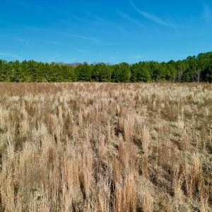 Photo #17 of SOLD property in 4345 Shiloh Rd, Watha, NC 75.0 acres