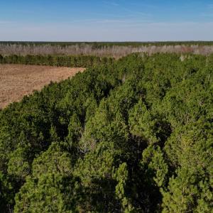 Photo #20 of SOLD property in 4345 Shiloh Rd, Watha, NC 75.0 acres