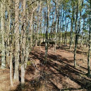 Photo #23 of SOLD property in 4345 Shiloh Rd, Watha, NC 75.0 acres