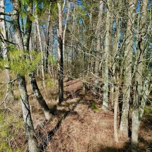 Photo #24 of SOLD property in 4345 Shiloh Rd, Watha, NC 75.0 acres