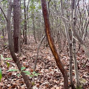 Photo #9 of 9609 Catharpin Road, Spotsylvania, VA 18.1 acres