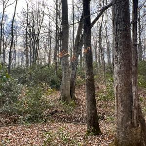 Photo #14 of 9609 Catharpin Road, Spotsylvania, VA 18.1 acres