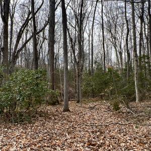 Photo #15 of 9609 Catharpin Road, Spotsylvania, VA 18.1 acres