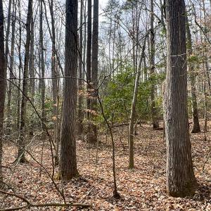 Photo #16 of 9609 Catharpin Road, Spotsylvania, VA 18.1 acres