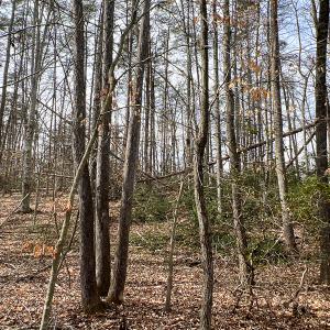 Photo #20 of 9609 Catharpin Road, Spotsylvania, VA 18.1 acres