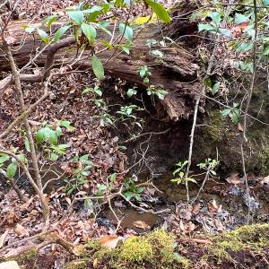Photo #34 of 9609 Catharpin Road, Spotsylvania, VA 18.1 acres