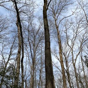 Photo #35 of 9609 Catharpin Road, Spotsylvania, VA 18.1 acres