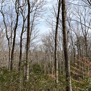 Photo #38 of 9609 Catharpin Road, Spotsylvania, VA 18.1 acres