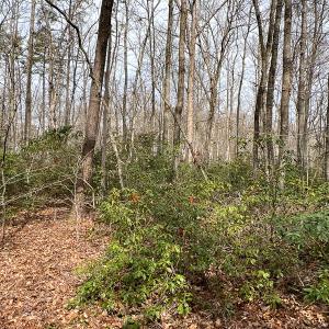 Photo #41 of 9609 Catharpin Road, Spotsylvania, VA 18.1 acres