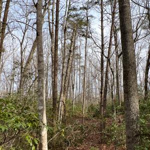 Photo #44 of 9609 Catharpin Road, Spotsylvania, VA 18.1 acres