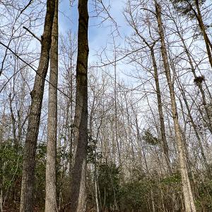 Photo #45 of 9609 Catharpin Road, Spotsylvania, VA 18.1 acres