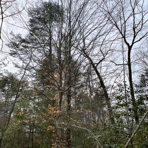 Photo #48 of 9609 Catharpin Road, Spotsylvania, VA 18.1 acres