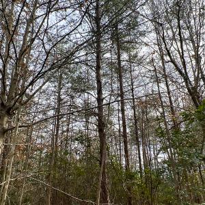 Photo #50 of 9609 Catharpin Road, Spotsylvania, VA 18.1 acres