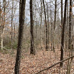 Photo #54 of 9609 Catharpin Road, Spotsylvania, VA 18.1 acres