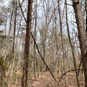 Photo #57 of 9609 Catharpin Road, Spotsylvania, VA 18.1 acres