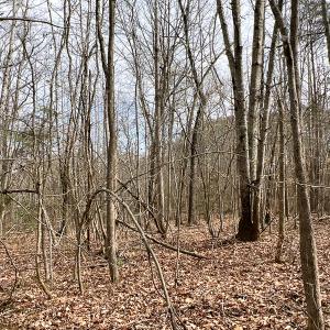 Photo #58 of 9609 Catharpin Road, Spotsylvania, VA 18.1 acres