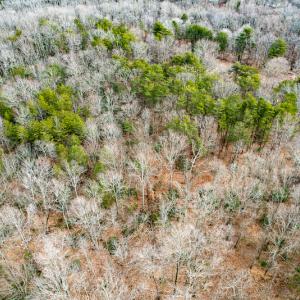 Photo #65 of 9609 Catharpin Road, Spotsylvania, VA 18.1 acres