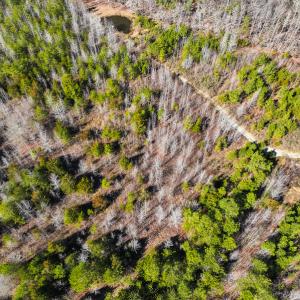 Photo #22 of Off Glendale Lane Lots 7 & 7A, Roxboro, NC 3.8 acres