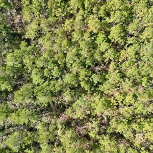 Photo #13 of SOLD property in Off Adams Creek Rd, Havelock, NC 43.1 acres