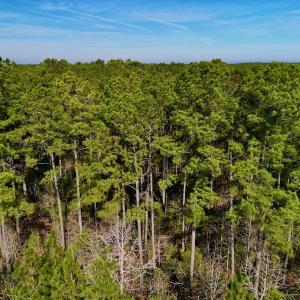 Photo #14 of SOLD property in Off Adams Creek Rd, Havelock, NC 43.1 acres