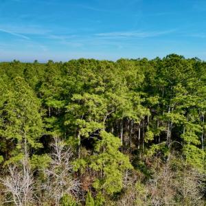 Photo #15 of SOLD property in Off Adams Creek Rd, Havelock, NC 43.1 acres
