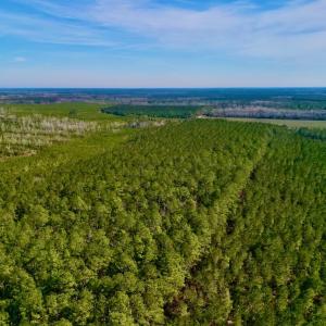 Photo #4 of SOLD property in Off Adams Creek Rd, Havelock, NC 43.1 acres