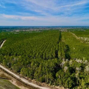 Photo #7 of SOLD property in Off Adams Creek Rd, Havelock, NC 43.1 acres