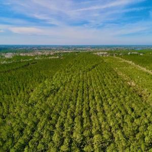 Photo #8 of SOLD property in Off Adams Creek Rd, Havelock, NC 43.1 acres