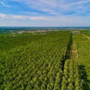 Photo #9 of SOLD property in Off Adams Creek Rd, Havelock, NC 43.1 acres