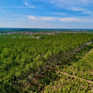Photo #10 of SOLD property in Off Adams Creek Rd, Havelock, NC 43.1 acres