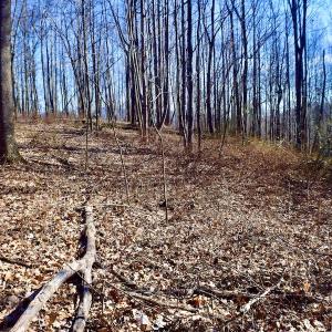 Photo #27 of Off Adventure Mountain Trail , Montvale, VA 216.9 acres