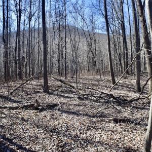 Photo #28 of Off Adventure Mountain Trail , Montvale, VA 216.9 acres