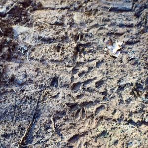 Photo #30 of Off Adventure Mountain Trail , Montvale, VA 216.9 acres