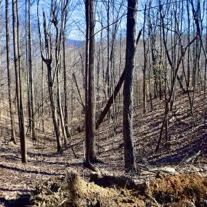 Photo #31 of Off Adventure Mountain Trail , Montvale, VA 216.9 acres