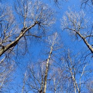 Photo #33 of Off Adventure Mountain Trail , Montvale, VA 216.9 acres